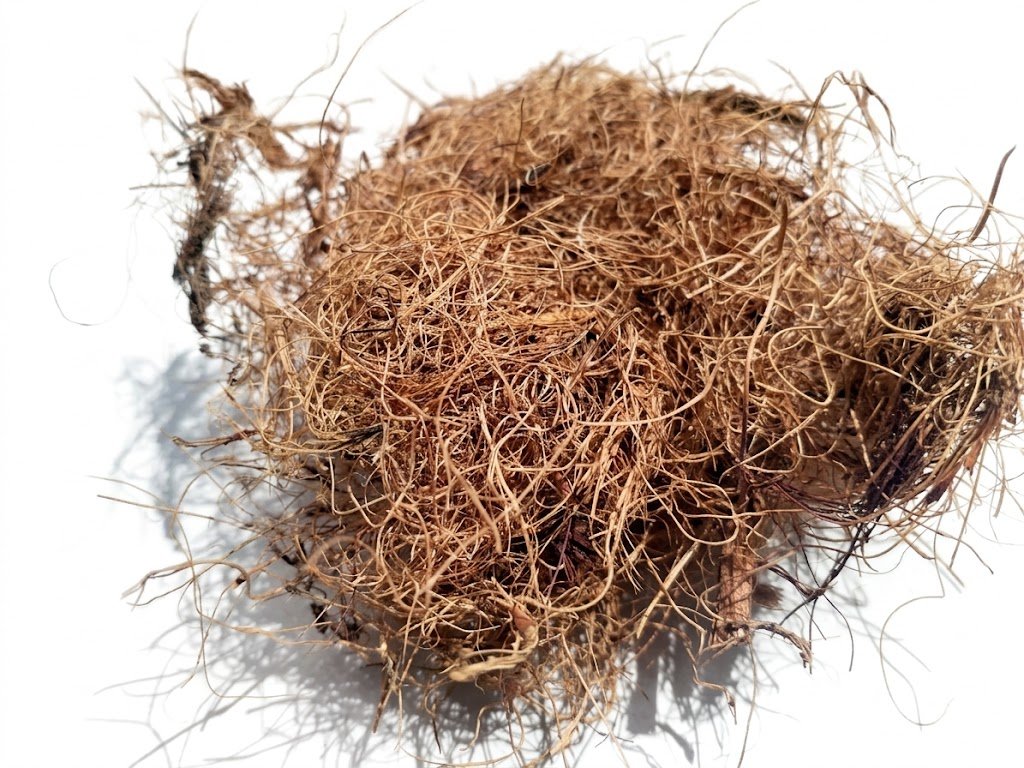 Fibra larga de agave: hebras largas y abiertas de bagazo de Agave tequilana Weber azul, secas y limpias